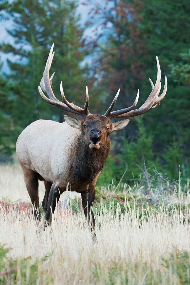 Bull Elk Bugling